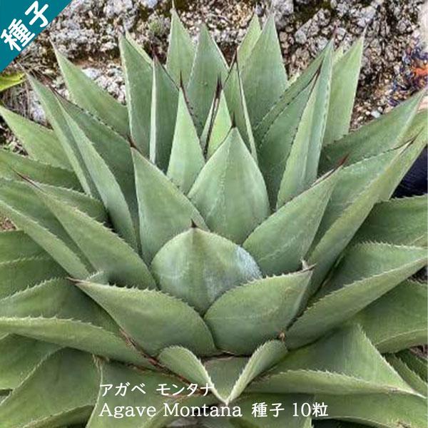 多肉植物 種子 種 アガベ モンタナ Agave Montana ツルボラン科 リュウゼツラン属 種子10粒 Agave Montana 10 Berry P 通販 Yahoo ショッピング