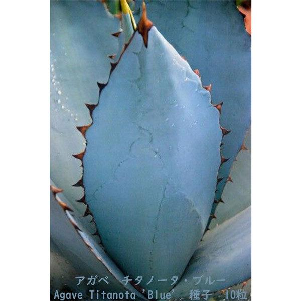 多肉植物 種子 種 ツルボラン科 リュウゼツラン属 Agave