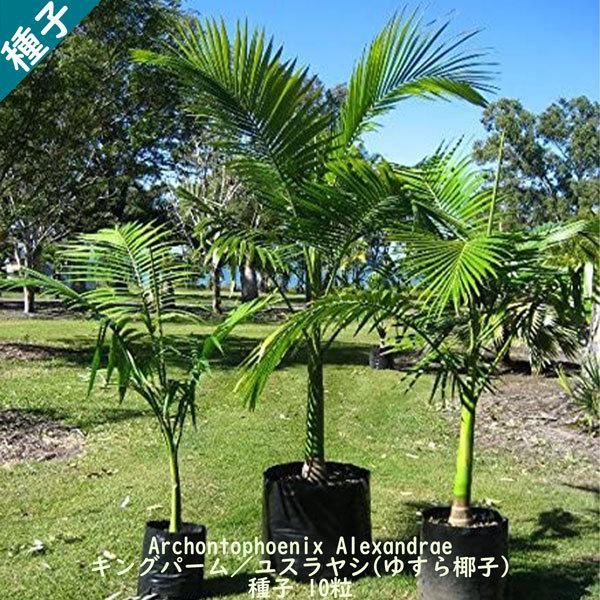 観葉植物 種子 種 Archontophoenix Alexandrae キングパーム ユスラヤシ ゆすら椰子 ヤシ科 ユスラヤシ属 常緑