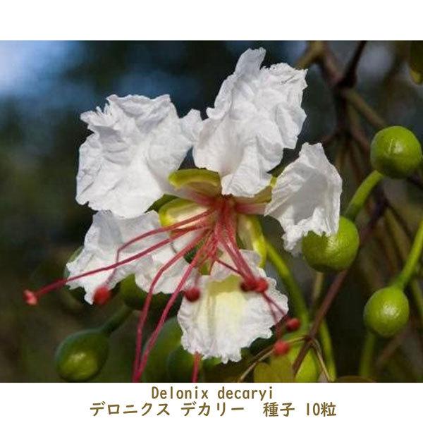 種子 種 Delonix decaryi デロニクス デカリー 世界三大花木 鳳凰木