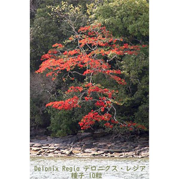 種子 種 Delonix Regia デロニクス レジア 世界三大花木 鳳凰木 ホウオウボク 種子10粒 Delonix Regia 10 Berry P 通販 Yahoo ショッピング