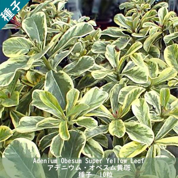 種子 種  Adenium Obesum Super Yellow Leaf アデニウム オベスム黄斑 斑入りアデニウム   種子10粒｜berryandp