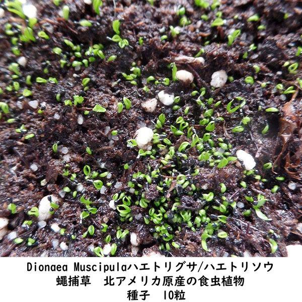 Sale 100 Off 種子 種 Dionaea Muscipula ハエトリグサ ハエトリソウ 蠅捕草 食虫植物 種子10粒 Heartlandgolfpark Com