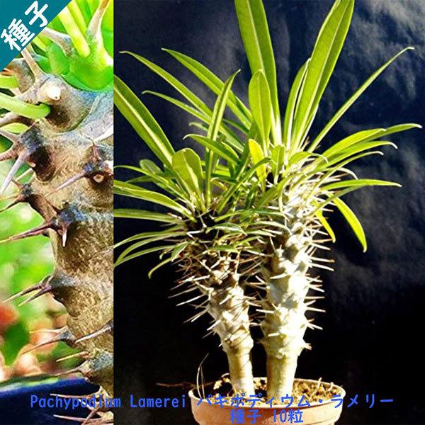 多肉植物 塊根植物 安価 種子 種 Pachypodium Lamerei ラメリー マダガスカル パキポディウム キョウチクトウ科 保障できる 10粒