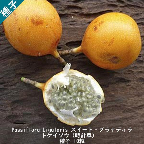 種子 種 Passiflora Ligularis スイート グラナディラ 耐寒性蔓性低木 トケイソウ 時計草 グリーンカーテン
