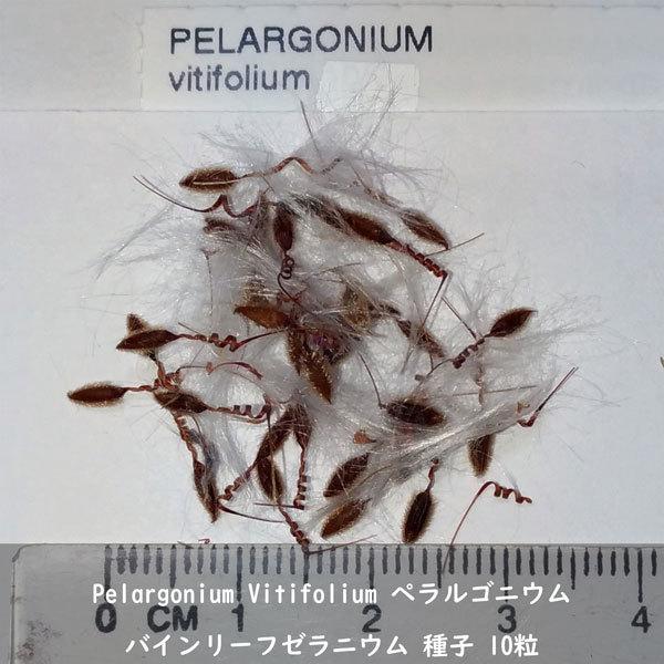 種子 種 Pelargonium Vitifolium ペラルゴニウム バインリーフゼラニウム 南アフリカ 原種ゼラニウム 種子　10粒｜berryandp｜02