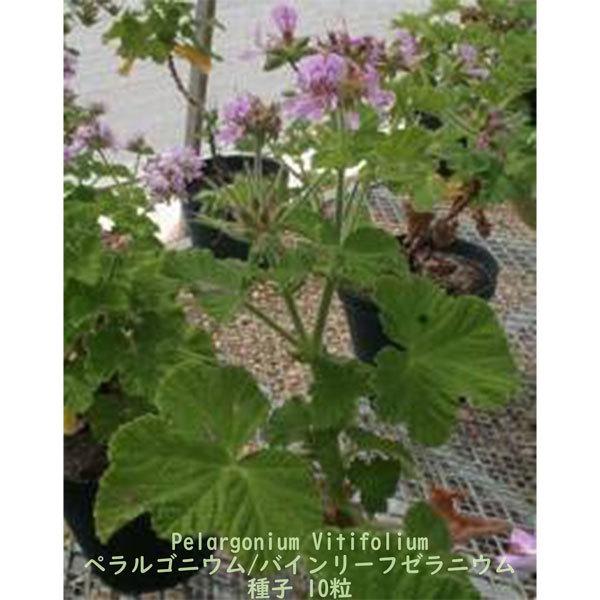 種子 種 Pelargonium Vitifolium ペラルゴニウム バインリーフゼラニウム 南アフリカ 原種ゼラニウム 種子　10粒｜berryandp｜03