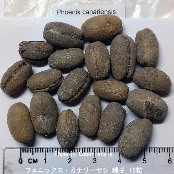 観葉植物 種子 種 Phoenix Canariensis フェニックス カナリーヤシ
