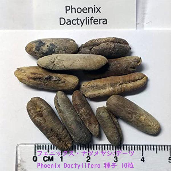 観葉植物 種子 種 Phoenix Dactylifera フェニックス ナツメヤシ