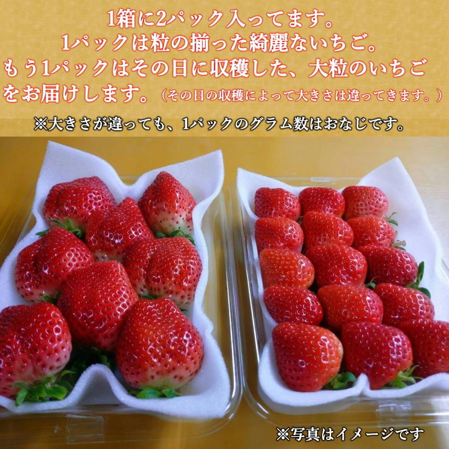 いちご 苺 福岡 プレゼント ギフト おすすめ フルーツ イチゴ 苺 高級 神激のあまおう 送料無料 人気  3箱 6パック｜berrygod｜08