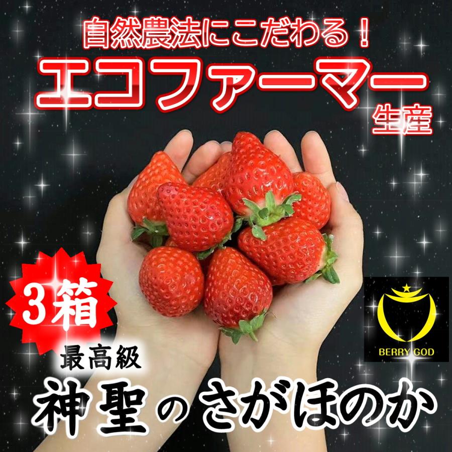 人気カラーの いちご あまおう プレゼント ギフト おすすめ イチゴ 苺 神激 送料無料 高級 神聖のさがほのか 3箱 6パック