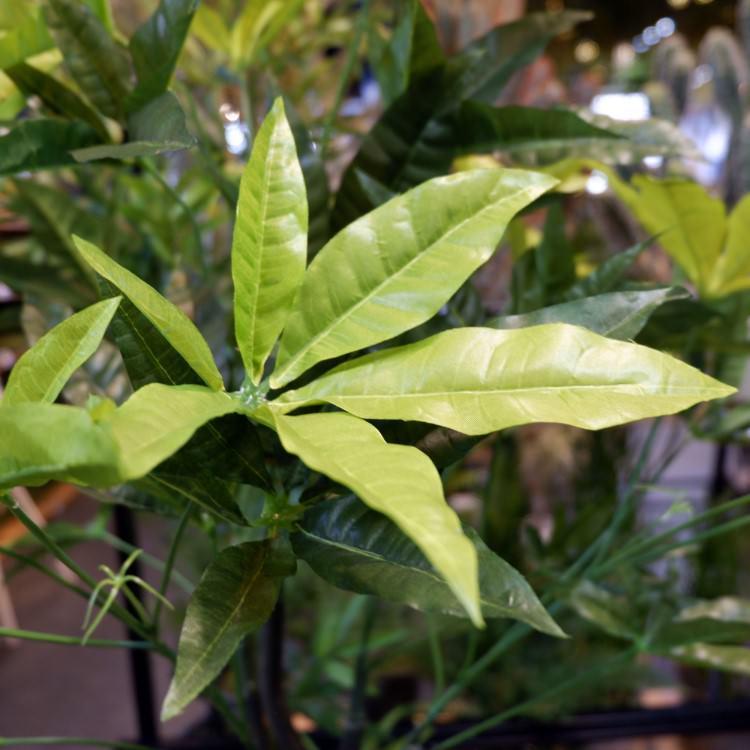 パキラポット 110cm｜GLA-1197 アーティフィシャルグリーン 人工観葉植物 鉢付きグリーンの画像