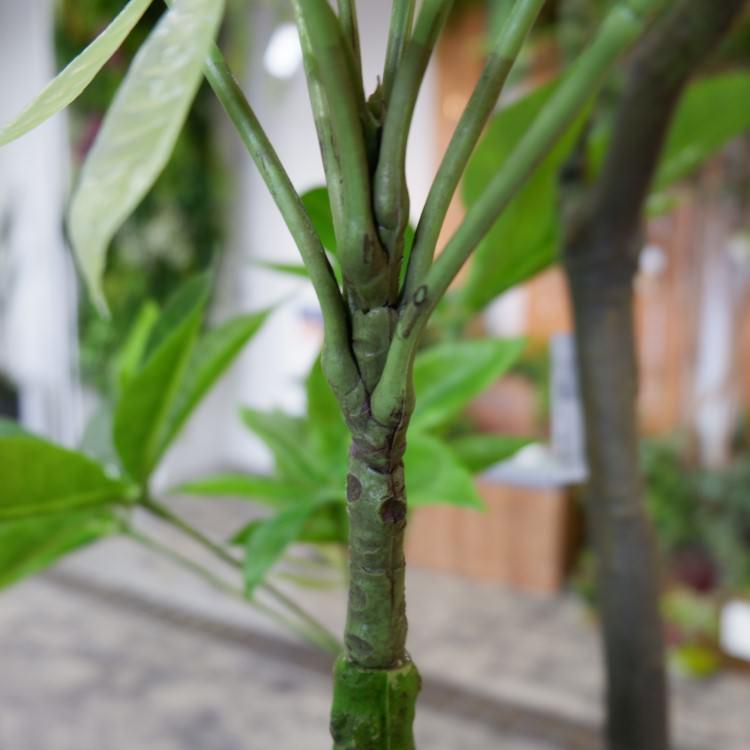 パキラ 180cm｜GLP-1522 アーティフィシャルグリーン 人工観葉植物