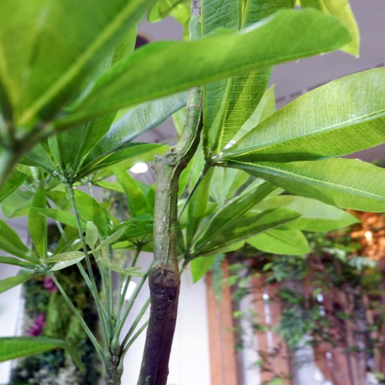 パキラ 180cm｜GLP-1522 アーティフィシャルグリーン 人工観葉植物 