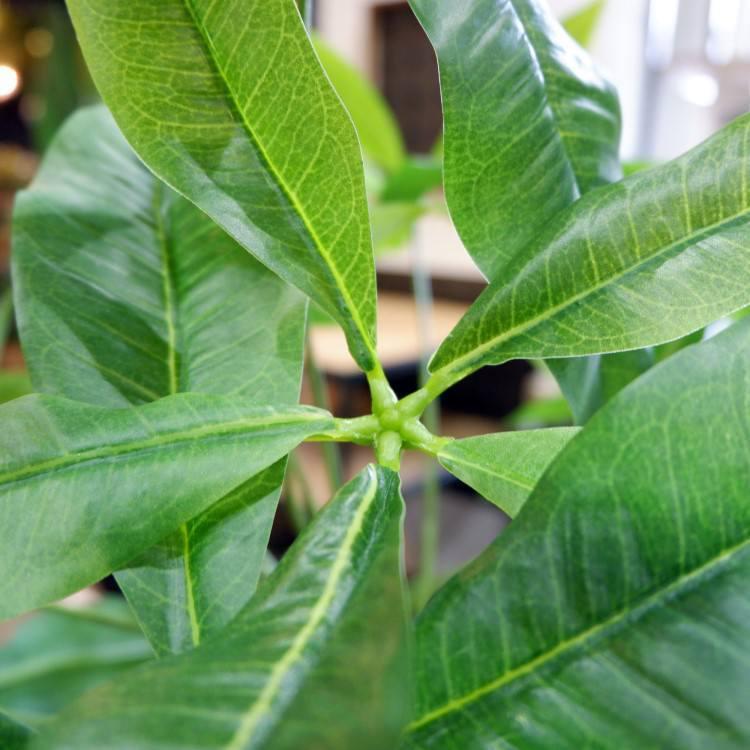 パキラ 180cm｜GLP-1522 アーティフィシャルグリーン 人工観葉植物