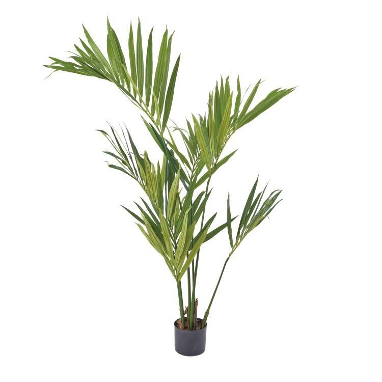 ケンチャヤシ　2本株立　お手頃サイズ ケンチャヤシ その他観葉植物