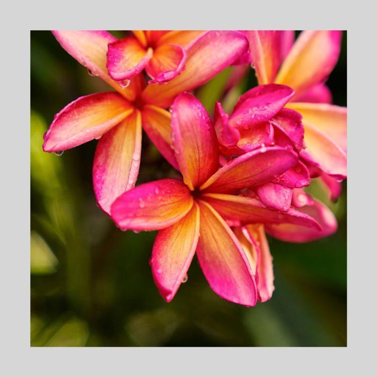 IGREBOW プルメリアの花 アイグレボウ インテリアフォト ウッド黒フレーム Sサイズ カラー写真の画像