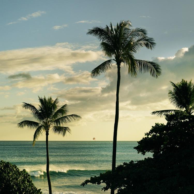 Igrebow アイグレボウ インテリアフォト アルミフレーム Sサイズ カラー写真 ハワイ ヤシの木のある海の風景 Ighi 66 15ra ビザインショップ 通販 Yahoo ショッピング