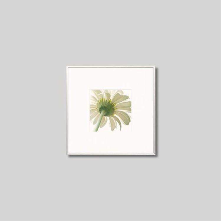 Seal限定商品 Igrebow アイグレボウ インテリアフォト アルミフレーム Sサイズ カラー写真 ガーベラの花 Iicf 66 1ra ビザインショップ 通販 Yahoo ショッピング 55 以上節約 Off Field Com