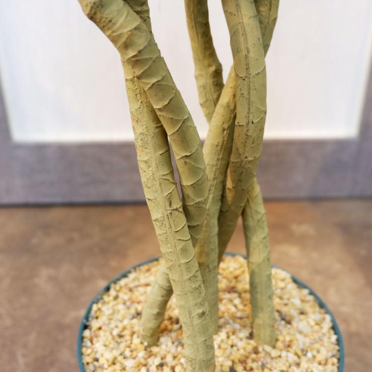 ユッカポット 114cm アーティフィシャルグリーン 人工観葉植物 簡易鉢付きグリーン F4186の画像