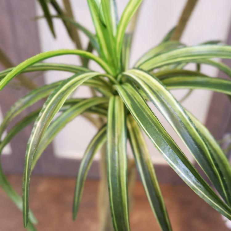 ユッカポット 156cm アーティフィシャルグリーン 人工観葉植物 簡易鉢付きグリーン F4187