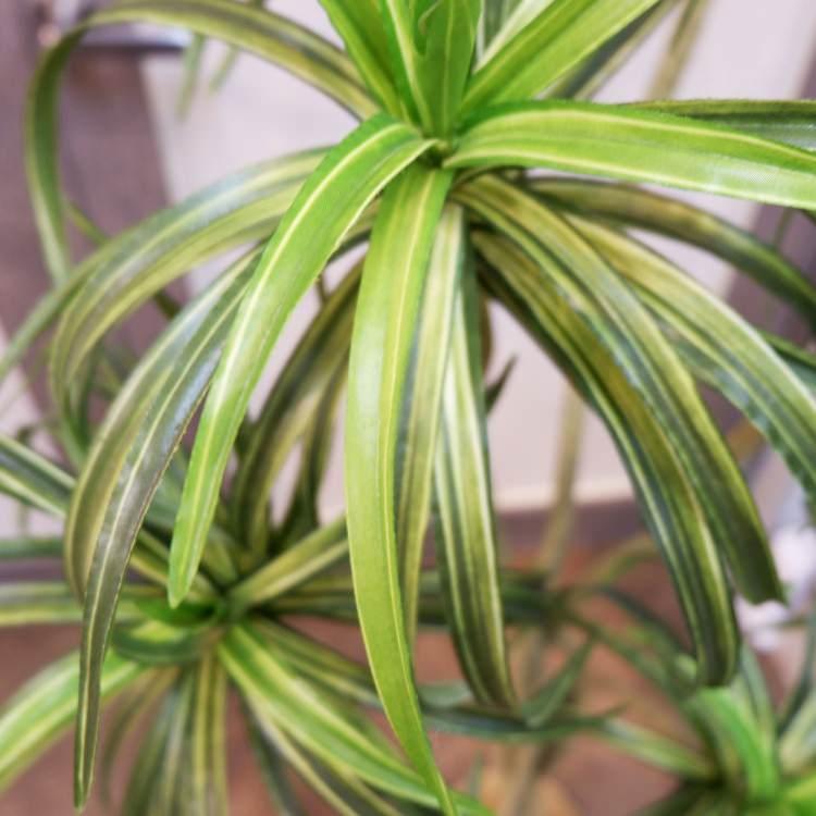 ユッカポット 156cm アーティフィシャルグリーン 人工観葉植物 簡易鉢付きグリーン F4187
