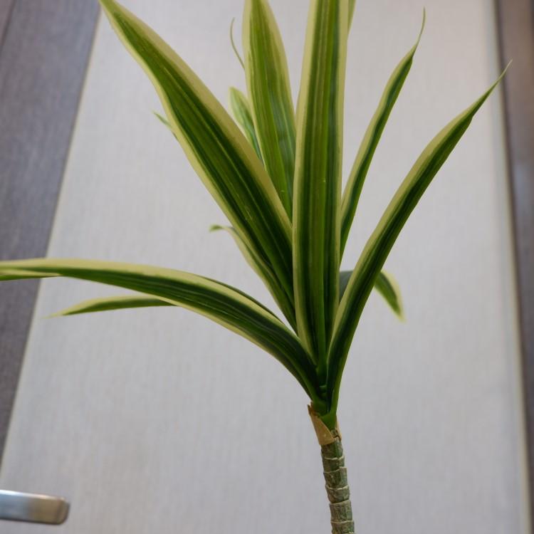 ドラセナレフレクサポット 109cm アーティフィシャルグリーン 人工観葉植物 簡易鉢付きグリーン VR22090