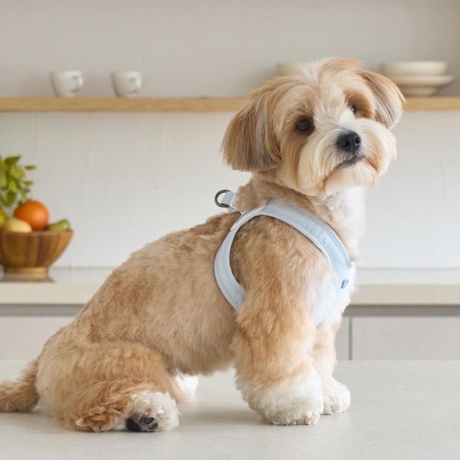 LED付 BENNYS ベニーズ エアリーバックルハーネス 犬 ハーネス メガネ