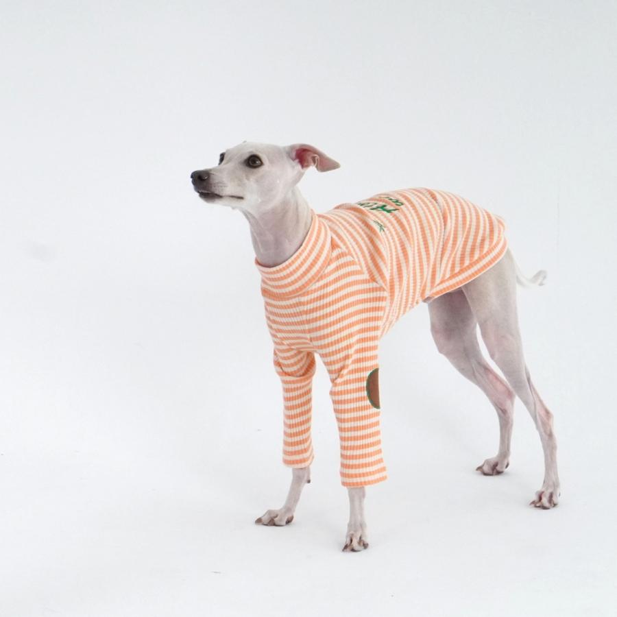 イタグレ専用 hosh ジェラートストライプ Tシャツ S M L XL XXL 犬服