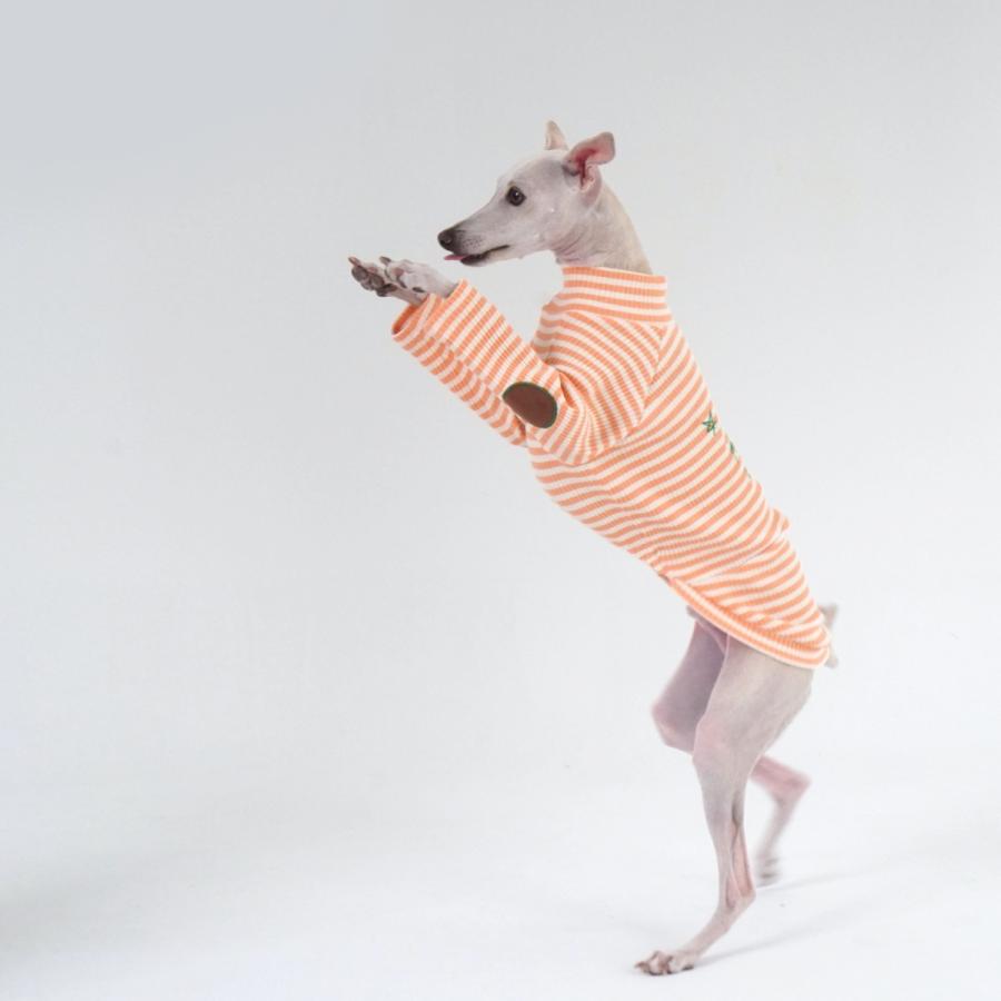 イタグレ専用 hosh ジェラートストライプ Tシャツ S M L XL XXL 犬服