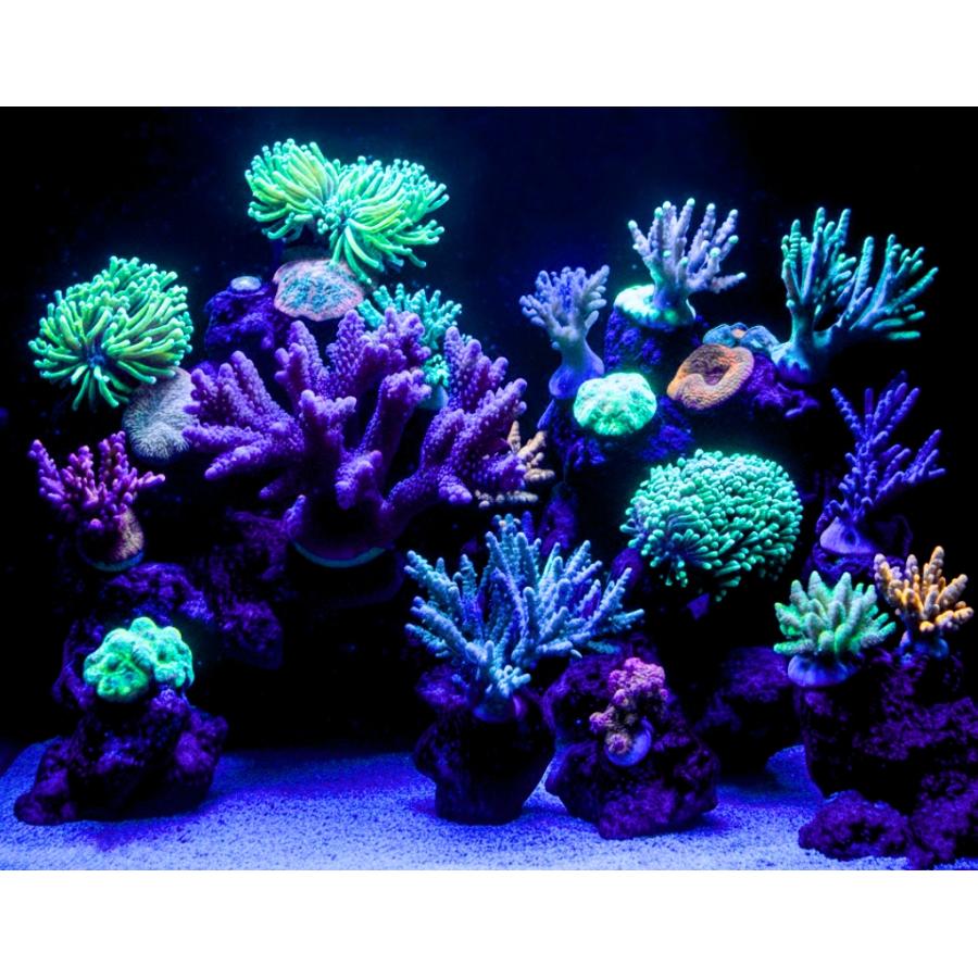 魚用品・水草 55,000K 蛍光サンゴの色揚げ・育成用マルチスペクトルLED