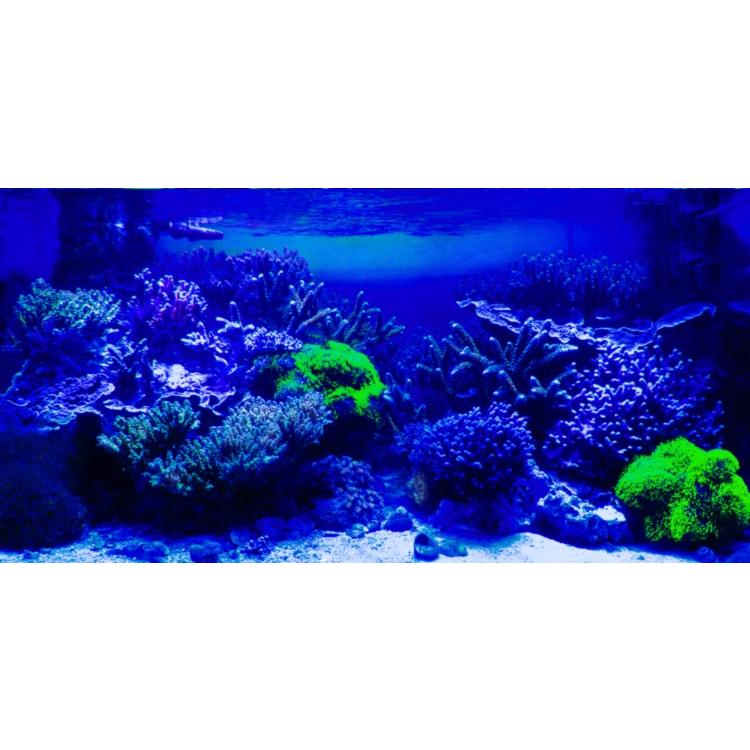 50,000K 蛍光サンゴの色揚げ・育成用マルチスペクトルLEDランプ