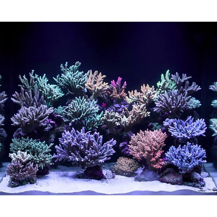 最新仕様【国内組立て】1年保証付 20,000K Lighting Master 24DCII