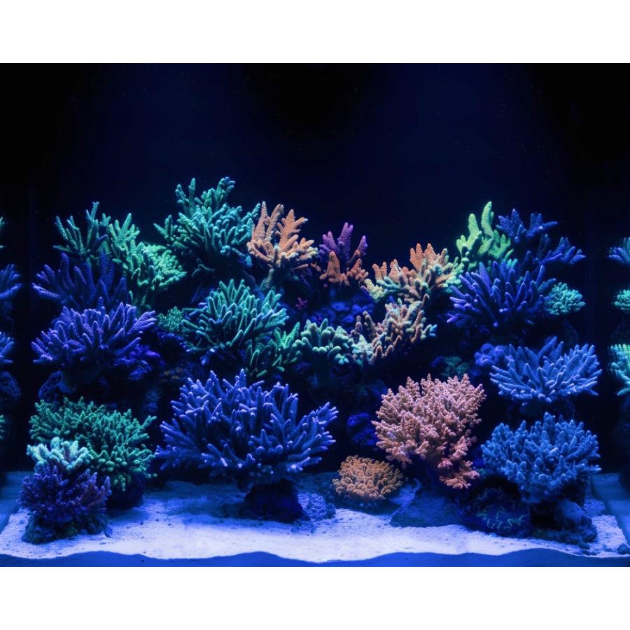 最新仕様【国内組立て】1年保証付 50,000K Lighting Master 24DCII【UV