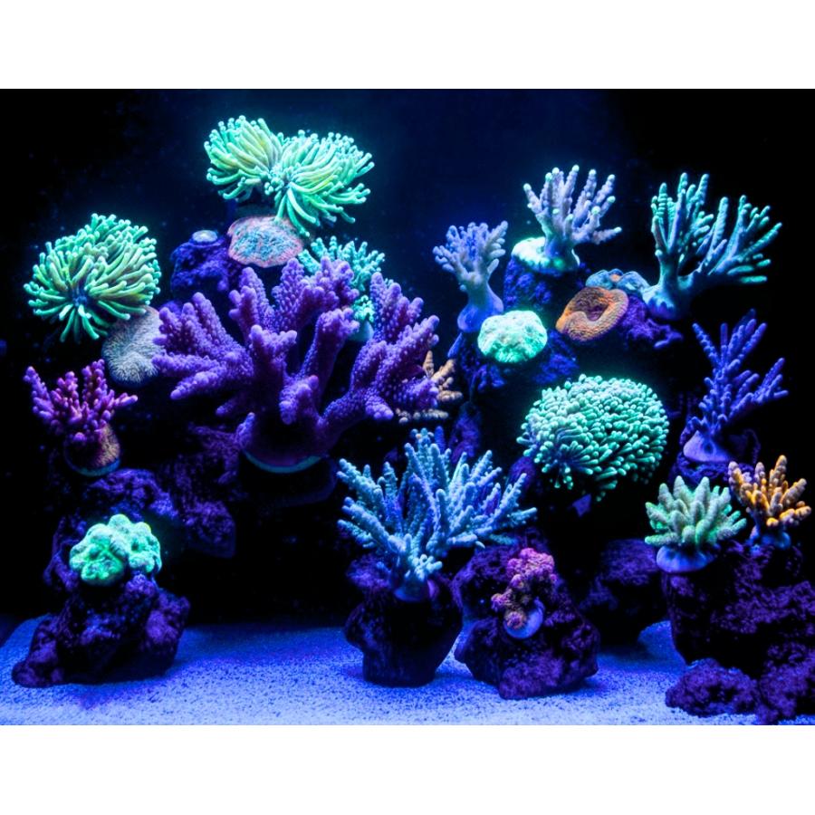 最新仕様【国内組立て】1年保証付 50,000K Lighting Master 24DCII【UV