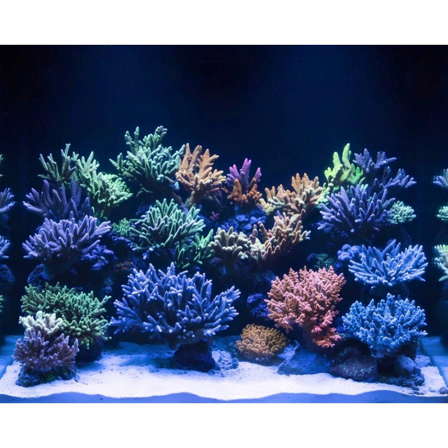 最新仕様【国内組立て】1年保証付 30,000K Lighting Master 24DCII【UV