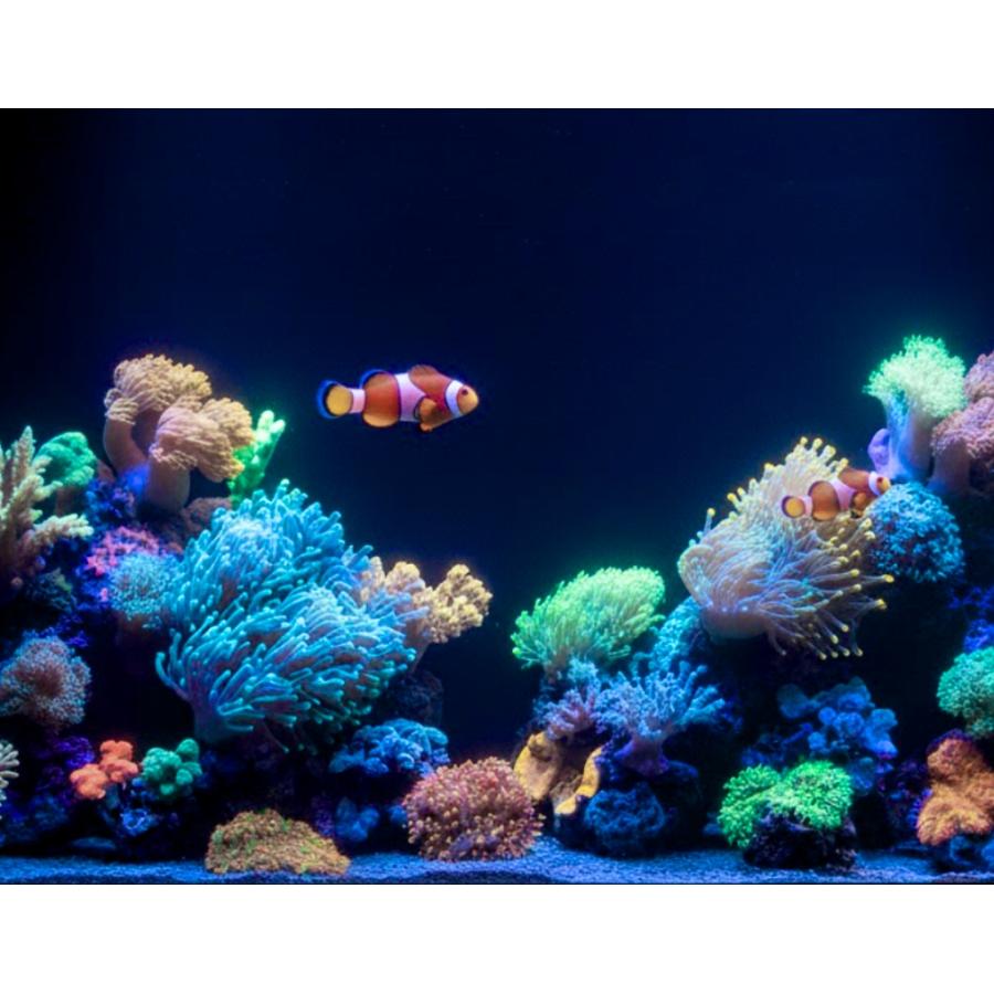 最新仕様【国内組立て】1年保証付 30,000K Lighting Master 24DCII【UV