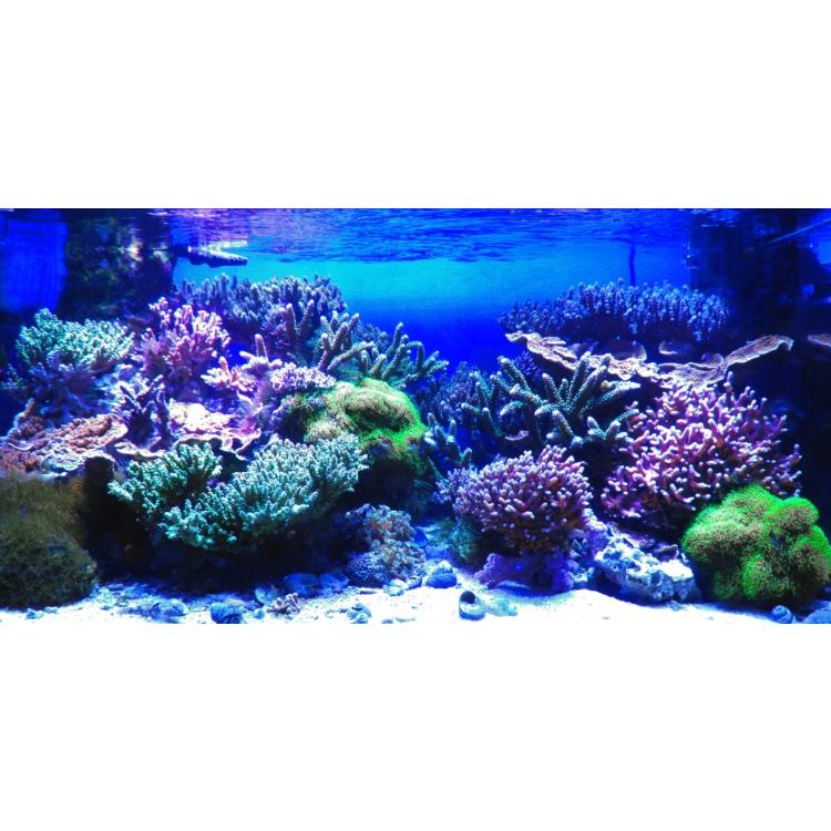 20,000K サンゴ育成・海水魚飼育用フルスペクトルLED サンゴ育成海水用LEDライト Z250 SEA / Z400 SEA – WEEK AQUA