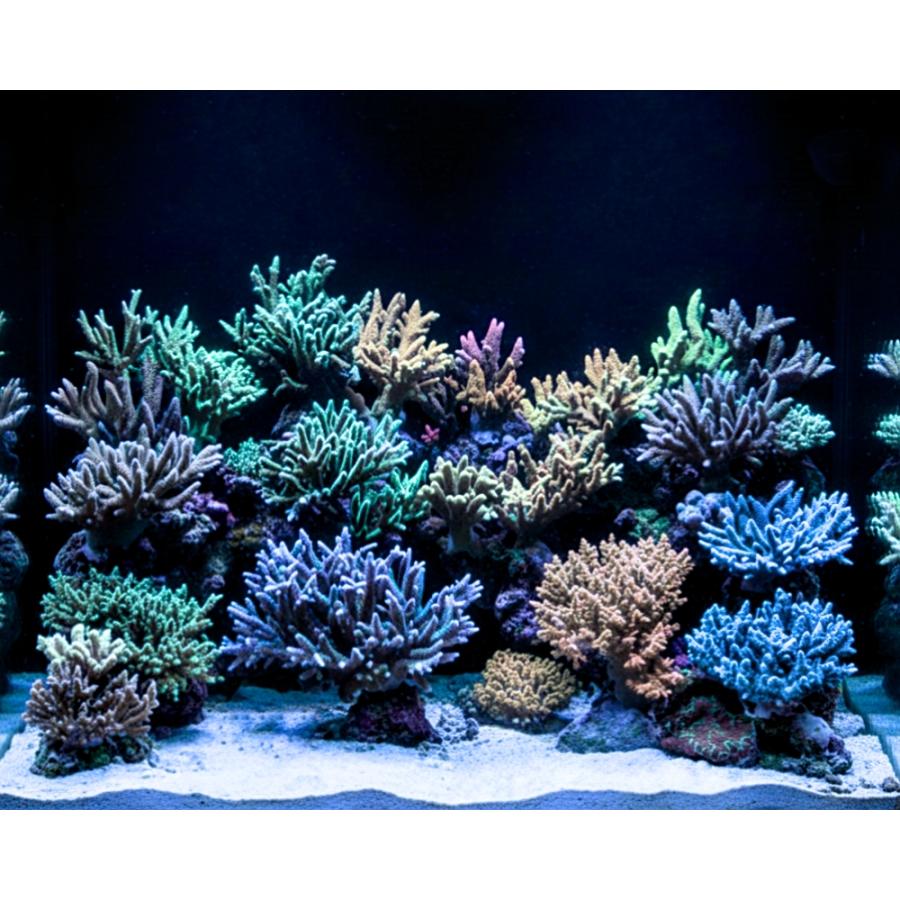 海水魚サンゴLEDライト 3個セット グラッシーレディオ RX207 DPなど