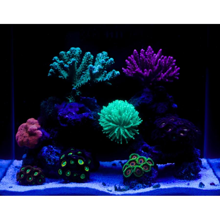 5W】50,000K☆Lighting Master C-05【ロイヤルブルー】高密度COB LED