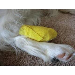 犬 猫 ペット用 バンテージ 24個セット 粘着包帯 Strap Band ストラップバンド 3サイズ 4色 毛にからまない 粘着テープ 排泄 床ずれ 怪我予防 ペット テーピング 3072box 医療 介護用品の専門店 Bestaid 通販 Yahoo ショッピング