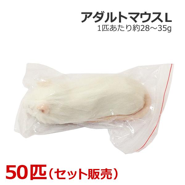 封鎖 成年者二十日鼠 L大きさ 50匹 ペット用品、生き物-餌やり、水やり用品