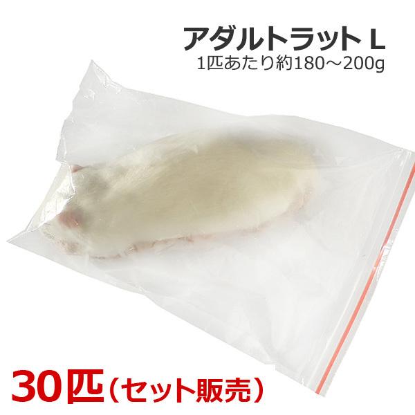 封鎖 成年者鼠 L大きさ 30匹 爬虫類、両生類用品-ペット用品、生き物-餌やり、水やり用品
