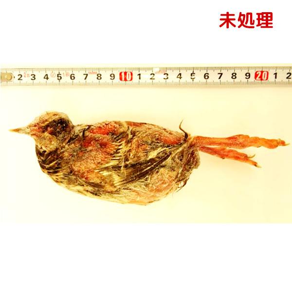 冷凍 親うずら 未処理100羽入 数量限定 残4箱 冷凍 親うずら 未