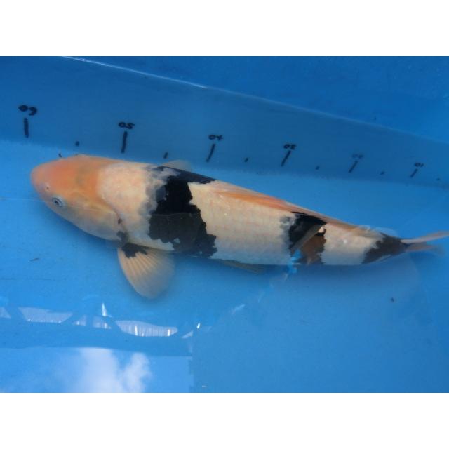 錦鯉48cm白写り 性別不明です（オスだと思います） No.01128