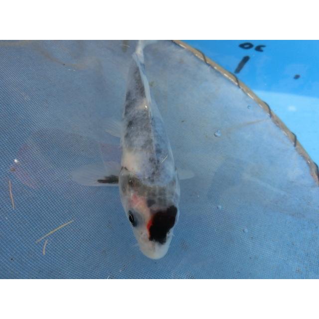 錦鯉１３ｃｍ銀鱗浅黄 性別不明ですｎｏ0186 Stokesbuildingservices Co Uk