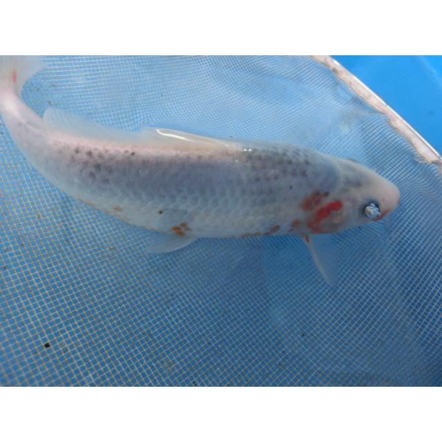 錦鯉１７ｃｍ浅黄 18 Off 性別不明ですｎｏ0284