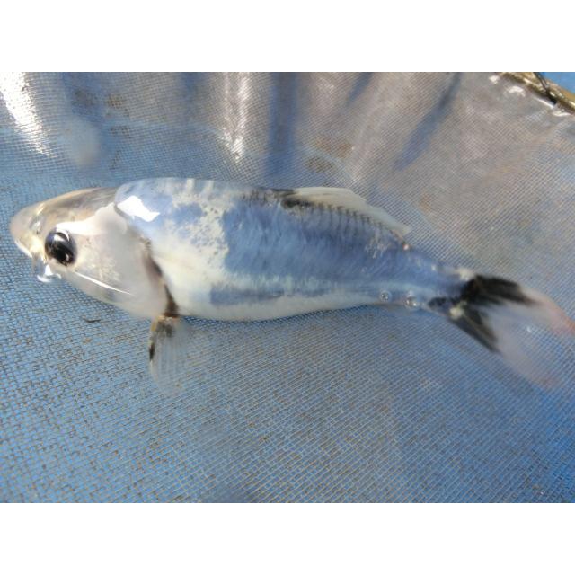 錦鯉17cm葡萄衣 性別不明ですNo0350 最終値下げ 錦鯉17cm葡萄衣 性別不明ですNo0350 最終値下げ