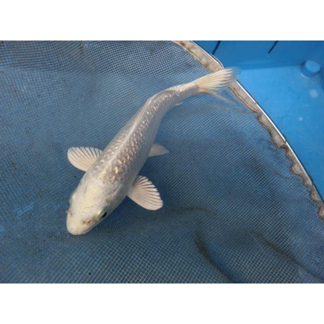 錦鯉１４ｃｍ銀鱗プラチナ 性別不明ですｎｏ0505 半額sale