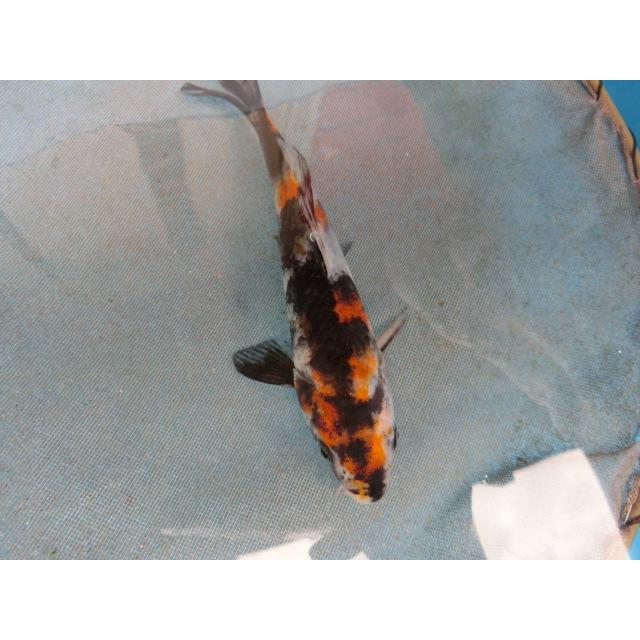 錦鯉ベスト愛のドイツ金龍黄金ブロンズ１９ｃｍ メス オス 性別不明ですno 0665 Campartout Fr